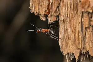 Thomas Marent: Red Wood Ant / Horse Ant (Formica rufa) Switzerl