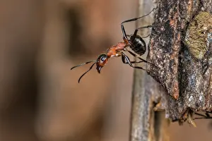 Thomas Marent: Red Wood Ant / Horse Ant (Formica rufa) Switzerl