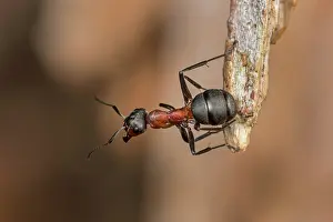 Thomas Marent: Red Wood Ant / Horse Ant (Formica rufa) Switzerl