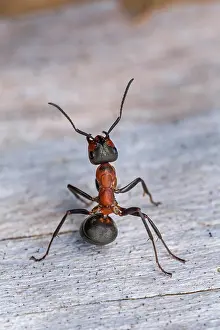 Thomas Marent: Red Wood Ant / Horse Ant (Formica rufa) Switzerl