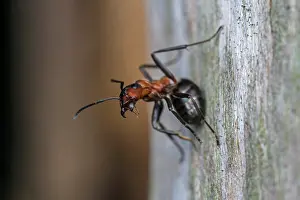 Thomas Marent: Red Wood Ant / Horse Ant (Formica rufa) Switzerl