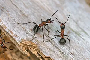 Thomas Marent: Red Wood Ant / Horse Ant (Formica rufa) Switzerl