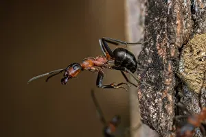 Thomas Marent: Red Wood Ant / Horse Ant (Formica rufa) Switzerl