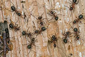 Thomas Marent: Red Wood Ant / Horse Ant (Formica rufa) Switzerl