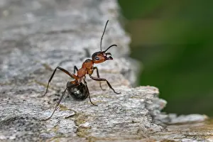 Thomas Marent: Red Wood Ant / Horse Ant (Formica rufa) Switzerl