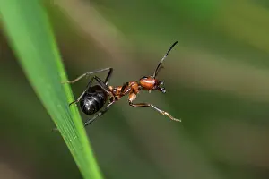 Thomas Marent: Red Wood Ant / Horse Ant (Formica rufa) Switzerl