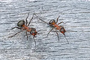 Thomas Marent: Red Wood Ant / Horse Ant (Formica rufa) Switzerl