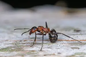 Thomas Marent: Red Wood Ant / Horse Ant (Formica rufa) Switzerl