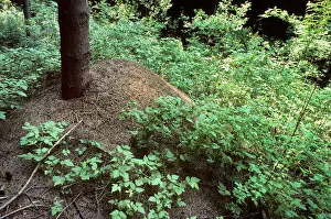 Polyctena: Red Wood Ants