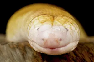 Worm: Red Worm Lizard (Amphisbaena alba), on black background