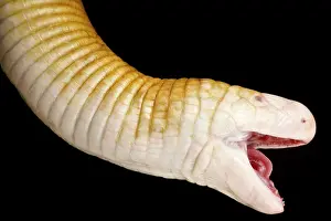 Opened: Red Worm Lizard (Amphisbaena alba), on black background