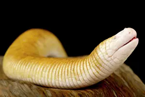 Worm: Red Worm Lizard (Amphisbaena alba), on black background