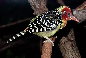 Barbet: Red and Yellow Barbet