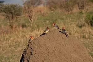 Trachyphonus: Red and Yellow Barbits - foraging for termites