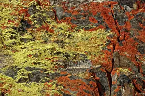 Crustose: Red & Yellow Crustose Lichens - on slate rocks