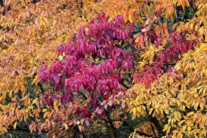 Kentucky: Red and yellow leaves on a fall maple tree, Kentucky