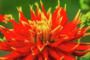 Show: Red yellow orange dinnerplate dahlia blooming. Dahlia