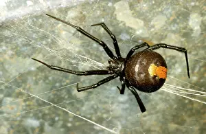 Latrodectus: Redback spider