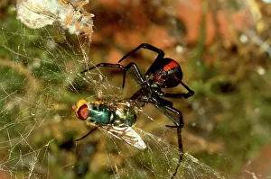 Mactans: Redback spider - female with captured fly