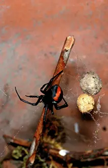 Mactans: Redback spider - female with egg sacs