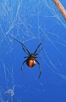 Latrodectus: Redback Spider - female, very poisonous
