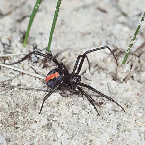 Redback: Redback Spider - male