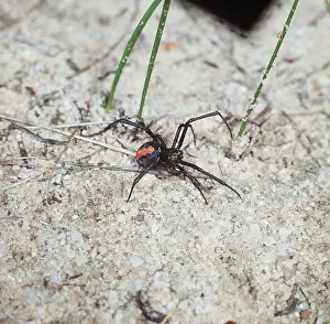 Redback: REDBACK SPIDER - male