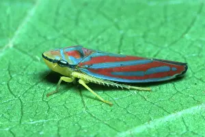 Coccinea: Redbanded Leafhopper