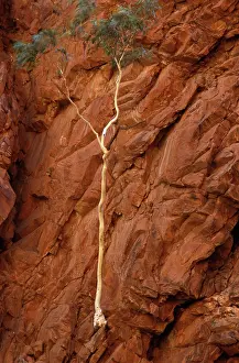 Macdonnell: Redbank Gorge with tenacious tree. West MacDonnell
