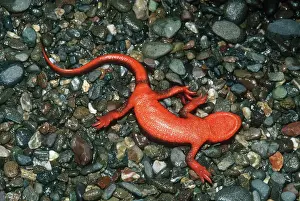 Stomach: Redbelly Newt