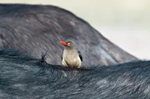Oxpeckers: Redbilled Oxpecker - on back of buffalo