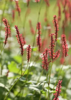 Persicaria: Redbistort