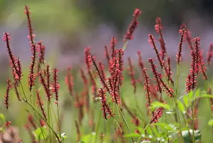 Plume: Redbistort