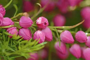 Heterophylla: Redboronia