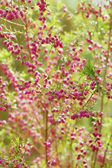 Heterophylla: Redboronia