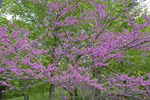 Redbud: Redbud - Native to much of Eastern and Central U.S