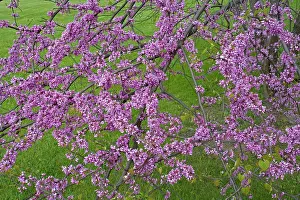 Redbud: Redbud - Native to much of Eastern and Central U.S
