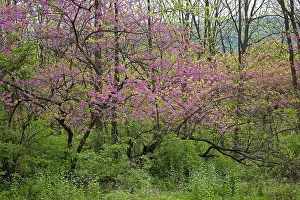 Redbud: Redbud Tree