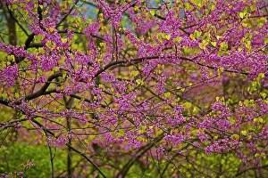 Redbud: Redbud Tree
