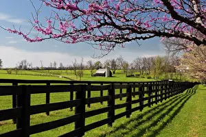 Blower: Redbud Trees in Bloom