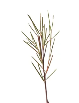 Caffeine: Redbush