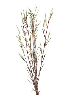 Caffeine: Redbush