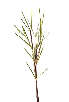 Caffeine: Redbush