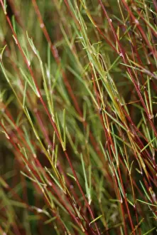 Caffeine: Redbush