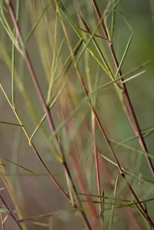 Caffeine: Redbush