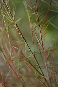 Caffeine: Redbush
