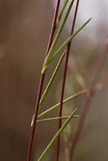 Caffeine: Redbush