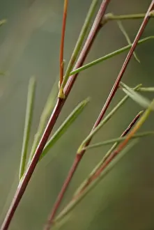 Caffeine: Redbush