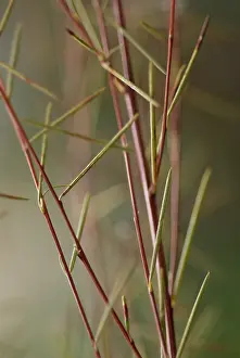 Caffeine: Redbush