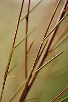 Caffeine: Redbush
